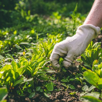 Gentle Weeding Techniques for Delicate Vegetables