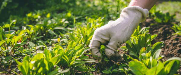 Gentle Weeding Techniques for Delicate Vegetables