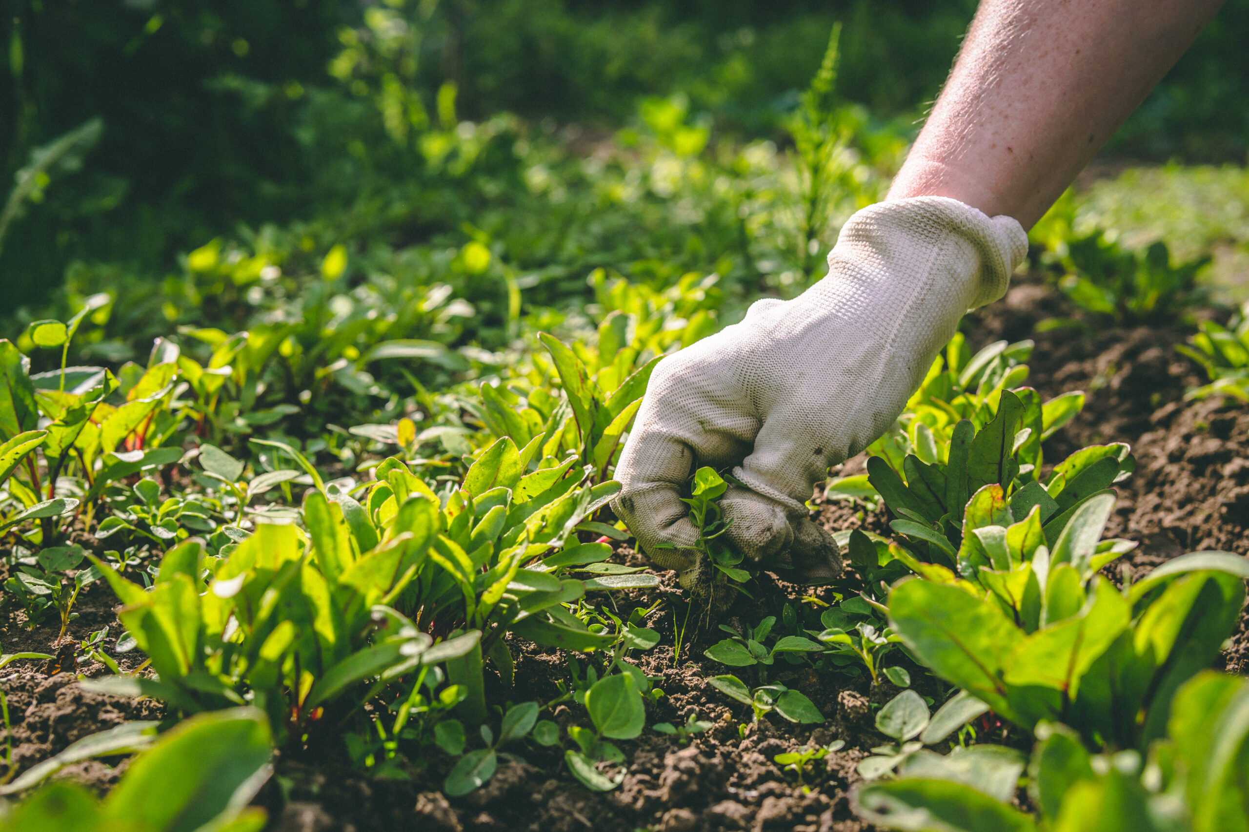 woman using gentle weeding techniques to clear weeds in her garden
