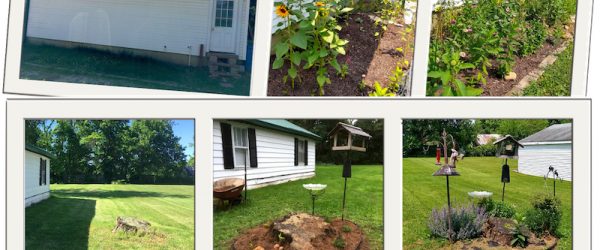 Why & How To Ditch Your Lawn For A Grass-Free Yard