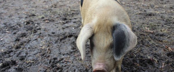 Breed Profile: The Gloucestershire Old Spot Pig