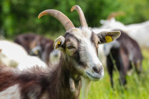 Goat Health Checkup: How to Examine Your Herd