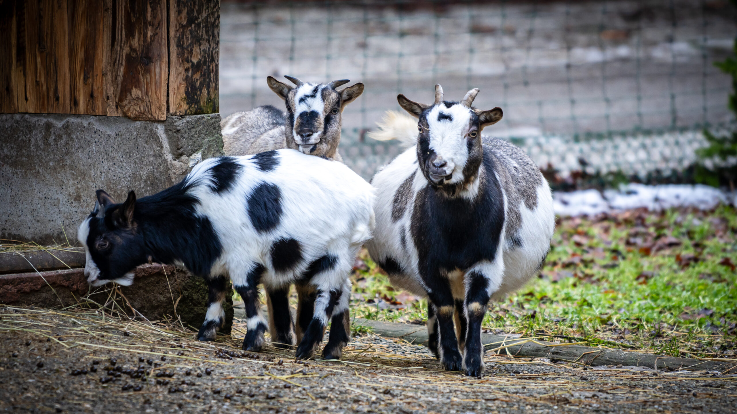 Three goats stand near a wooden shelter on a farm, with a fence and greenery in the background.