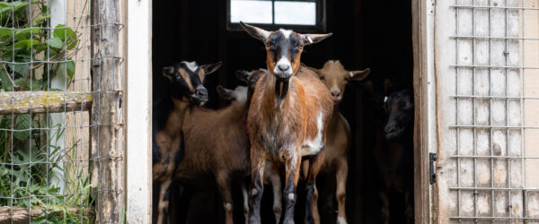 Goat Shelter Options: From Sheds to Barns & More