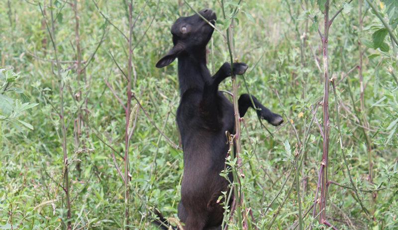 reasons to keep goats