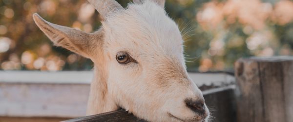 How To Conduct Fecal Egg Counts For Your Goat Herd