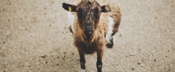 My Achin’ Feet: Tips For Trimming Goat Hooves