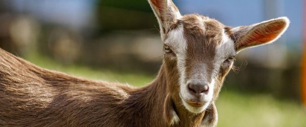 Ultrasound Can Be A Valuable Tool For Goat Keepers