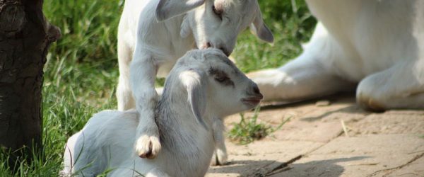 Tips For A Successful Kidding Season