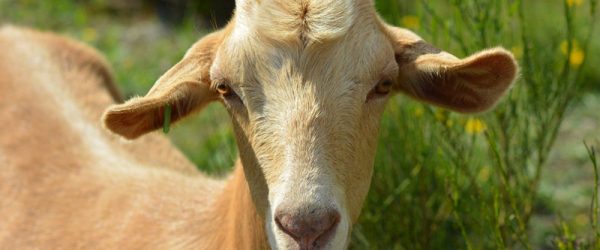 5 Ways To Maximize The Lactation Cycle Of A Dairy Goat