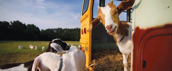 Tips For Providing Your Goats The Shelter They Need