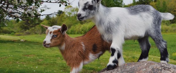 Why Keep Goats? Goat Yoga Is Just One Good Reason