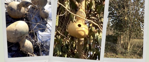 From Field to Tree: How To Make A Gourd Birdhouse