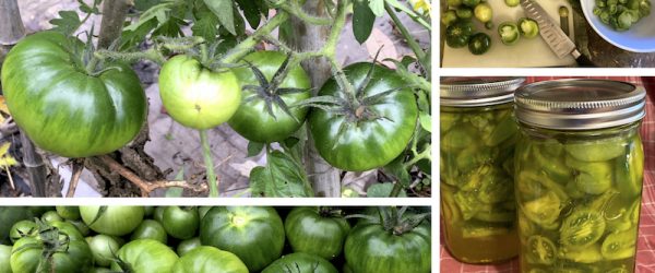 Recipe: Pickle & Can Those Late Season, Green Tomatoes