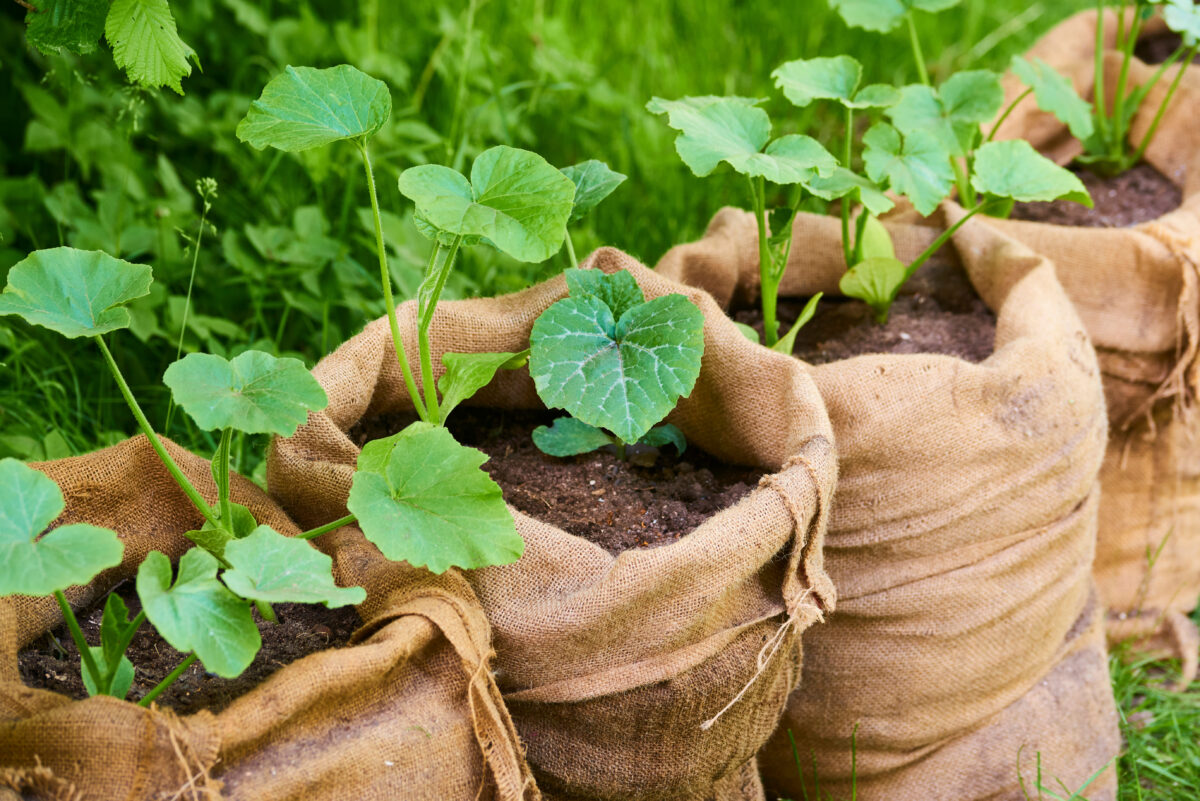 pumpkin and tomato seedlings in jute gardening grow bags