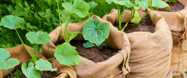 Grow Bag Gardening: What Works and What Doesn’t