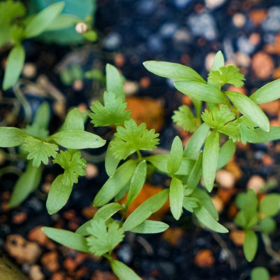 Growing Herbs From Seeds: A Beginner’s Guide