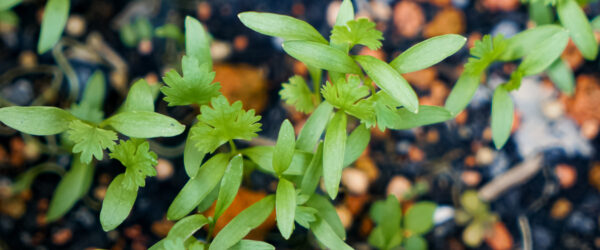 Growing Herbs From Seeds: A Beginner’s Guide