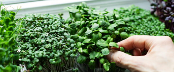 Growing Microgreens: A Comprehensive Guide