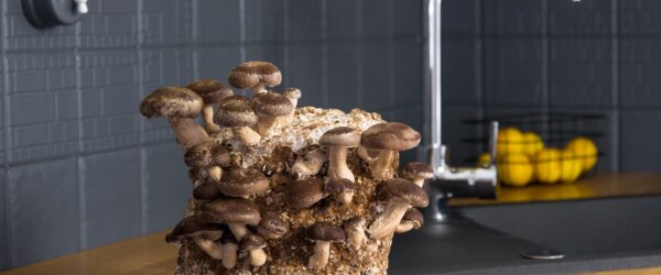 Growing Mushrooms at Home: A Beginner’s Guide