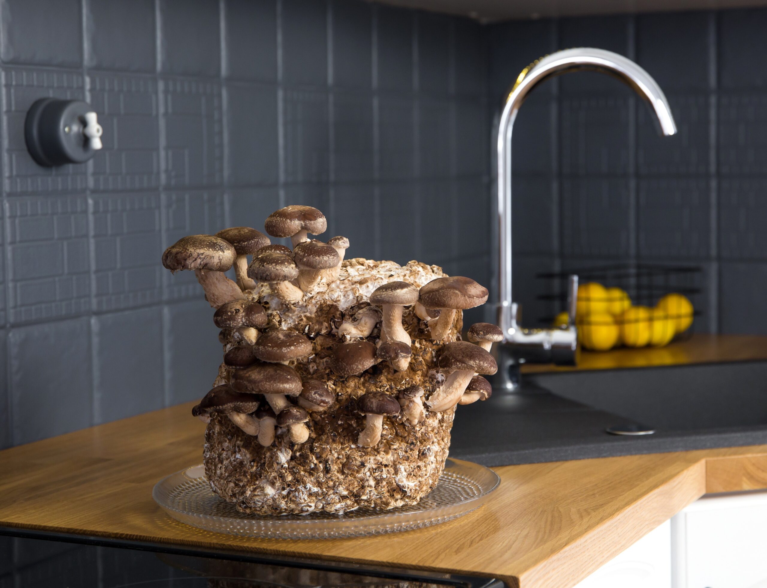 Shiitake mushrooms, growing mushrooms at home kit on kitchen counter by sink
