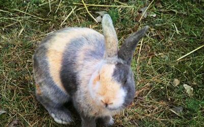The Harlequin Rabbit: Breed Profile