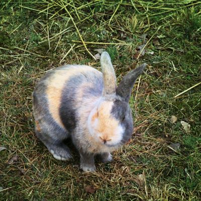 The Harlequin Rabbit: Breed Profile