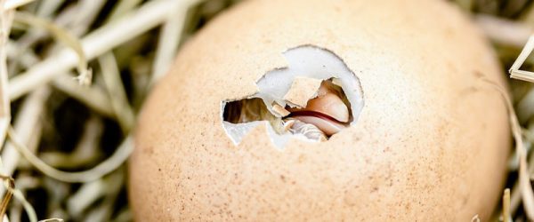 Hen Or Rooster: Can Egg Shape Predict A Chick’s Sex?