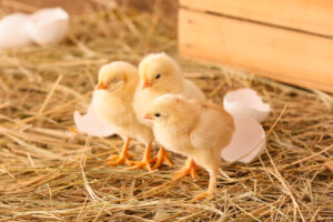 Hatching Chicks: A Beginner’s Guide to Success