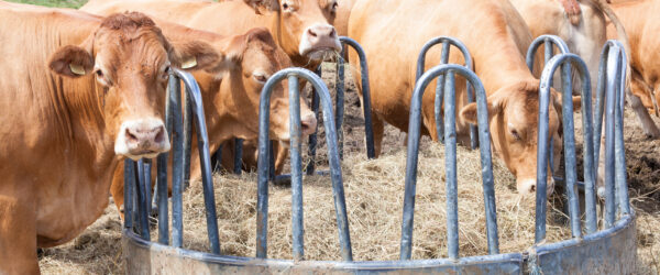 Hay Quality: The Importance of Testing Feed Hay