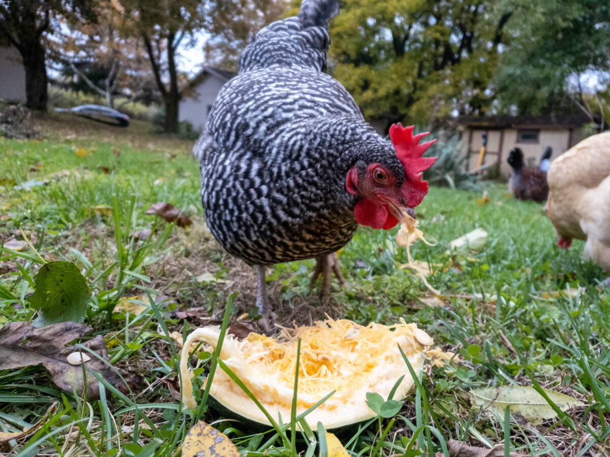 healthy chicken treats in the fall include the squash this chicken is eating