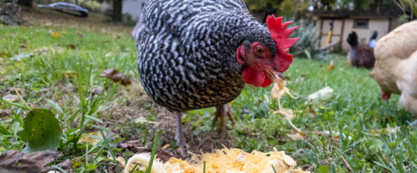 Healthy Treats for Chickens: Fall Favorites For Your Flock