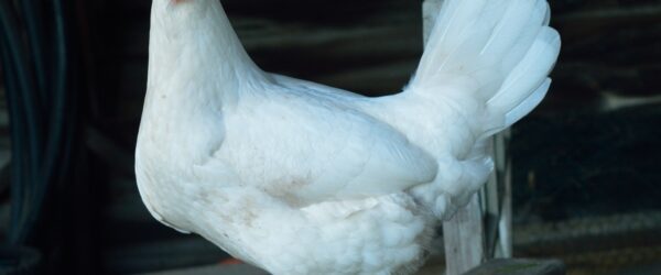 Heat Tolerant Chickens: 8 Breeds for a Backyard Flock