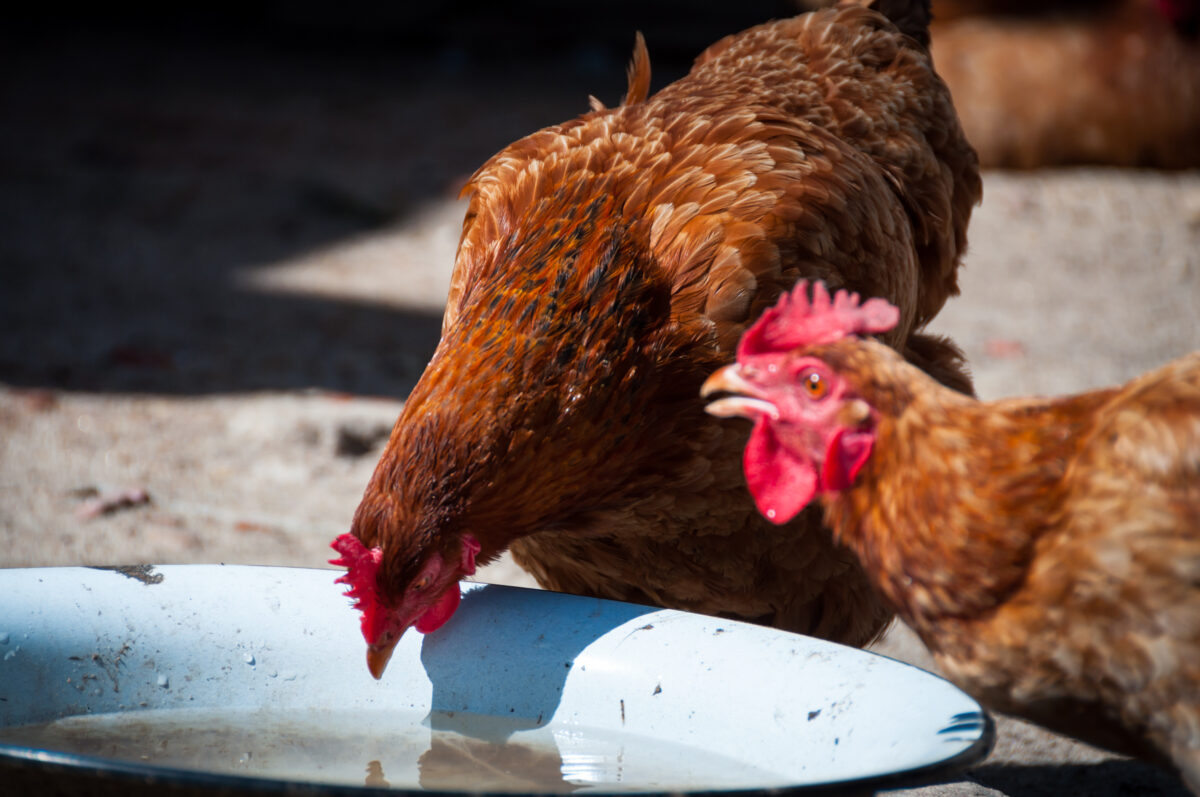 helping chickens recover from heat by providing a fresh water source