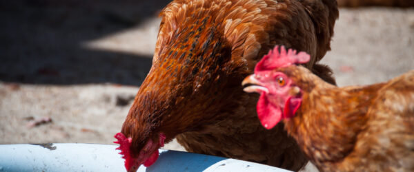 Helping Chickens Recover From the Heat: 8 Vital Tips