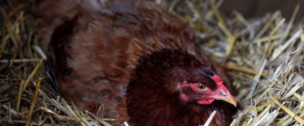 Is Your Broody Hen Too Young To Hatch Eggs?