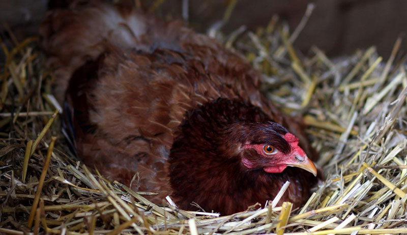 broody hen chicken chickens broodies