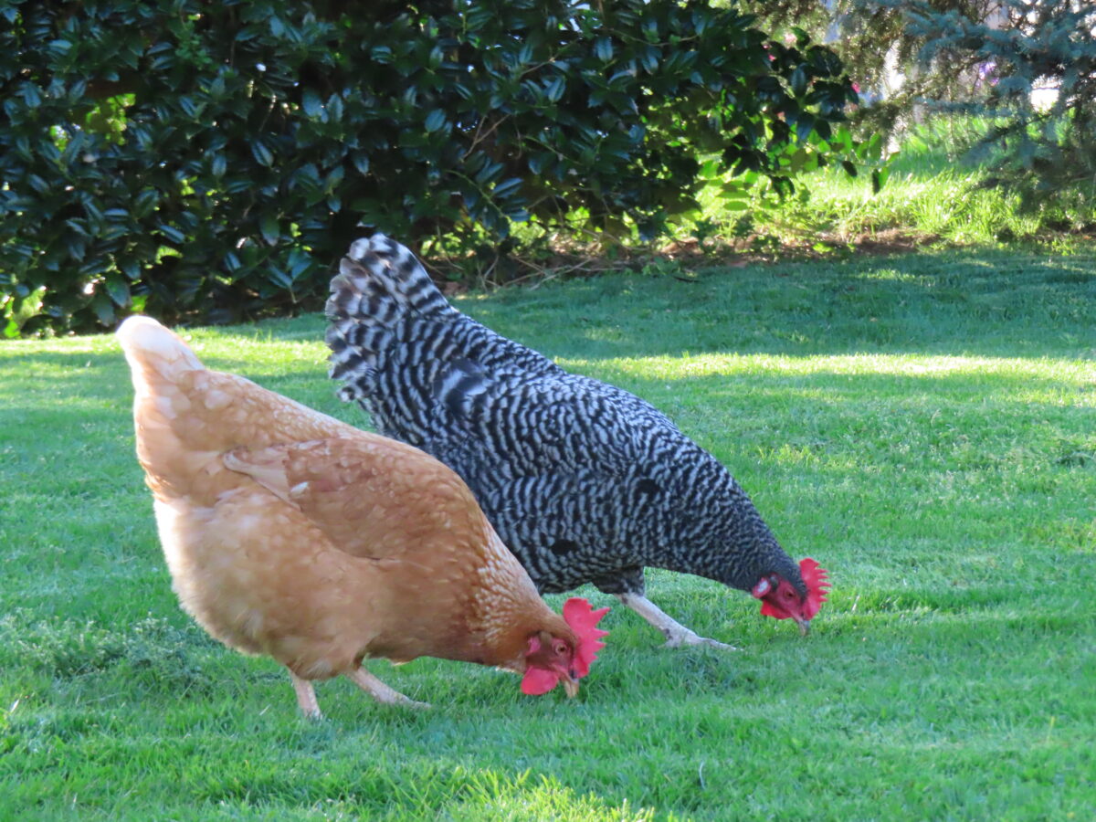herbal tea for chickens can help them recover from winter cold like these two chickens grazing on spring grass