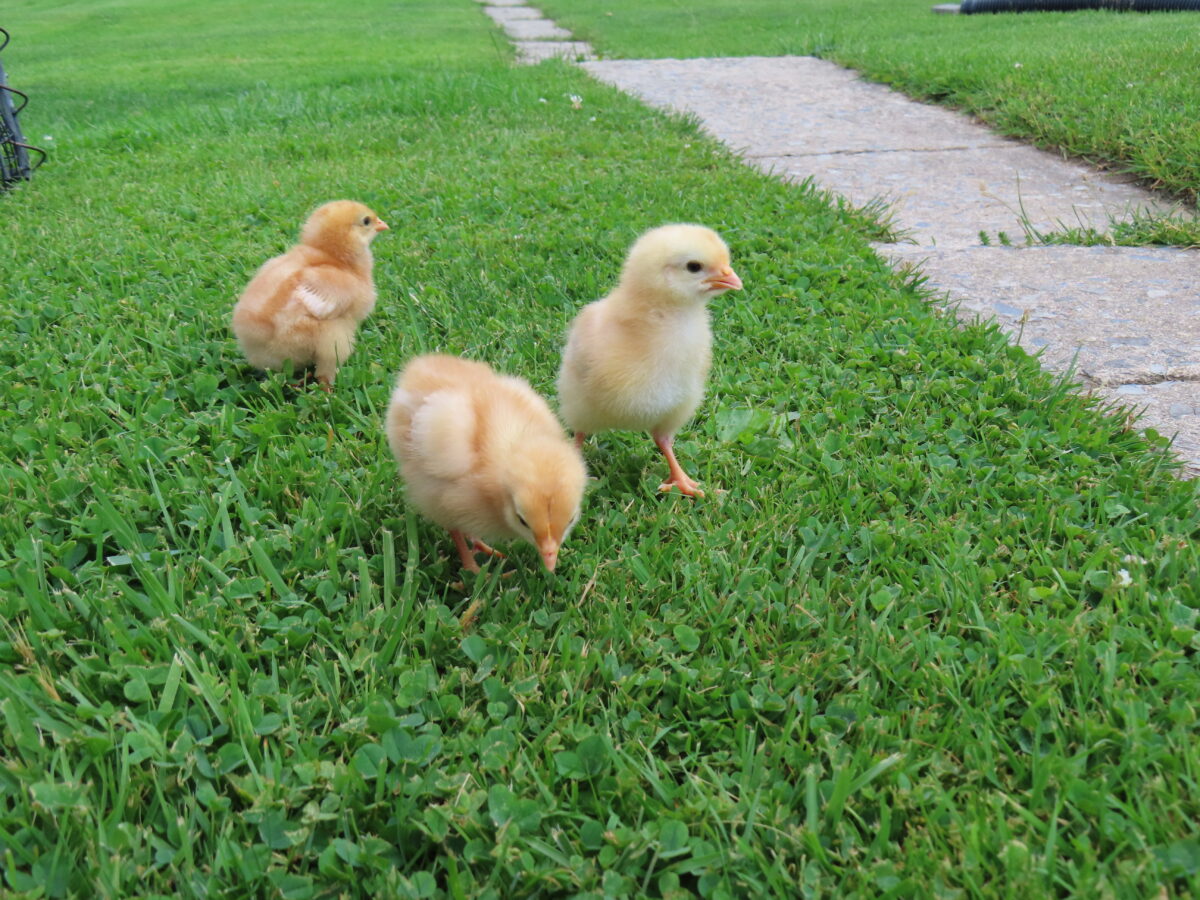 grassy yard with 3 baby chicks grazing on herbs