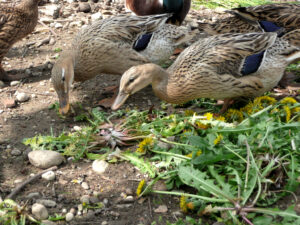 Herbs for Ducks: 5 Beneficial Plants