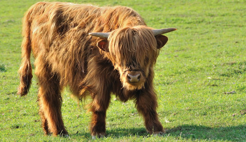 raising livestock highland cattle breed