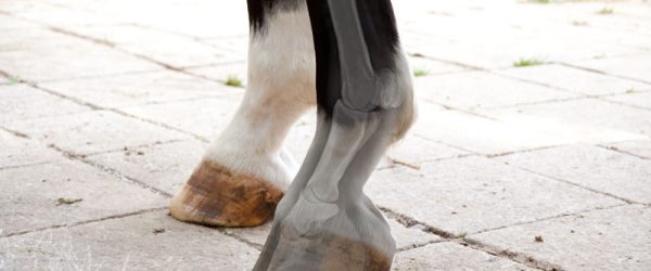 Hoof Problems: When Feet Go Foul From Laminitis