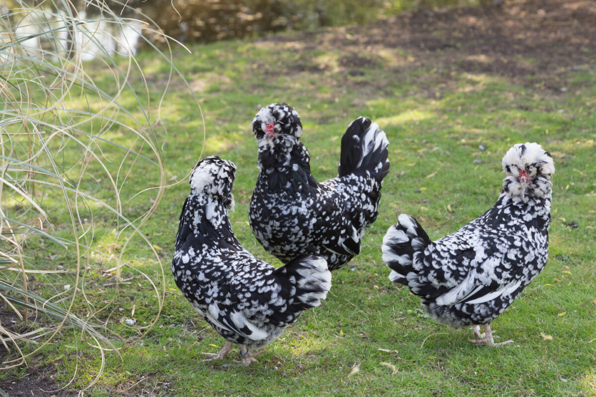 Stunning Houdan Miniature Chicken Breeds For Pets image