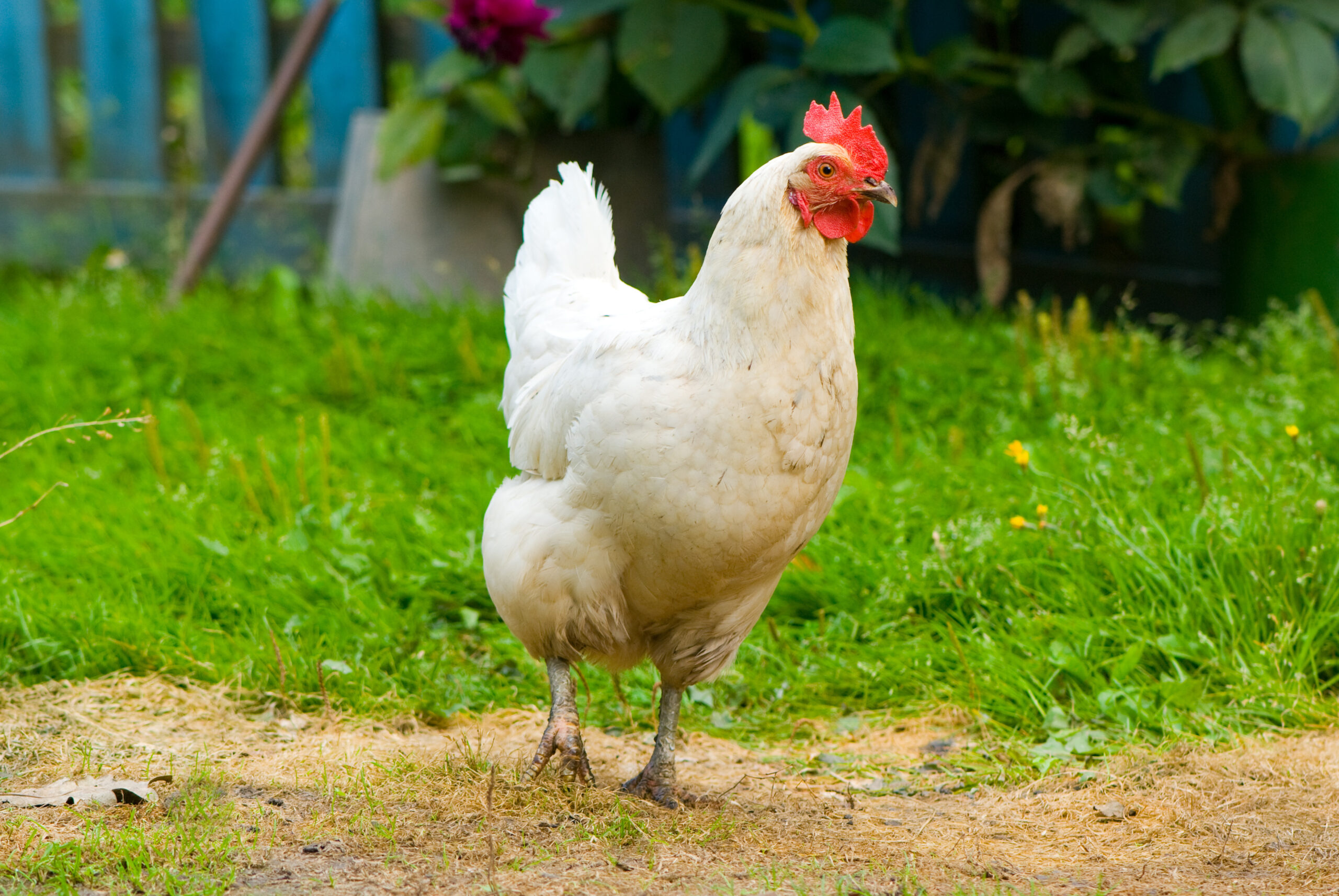 chicken walking in a soil and grass yard shows how a chickens body works