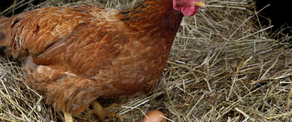 How Long Do Chickens Lay Eggs?