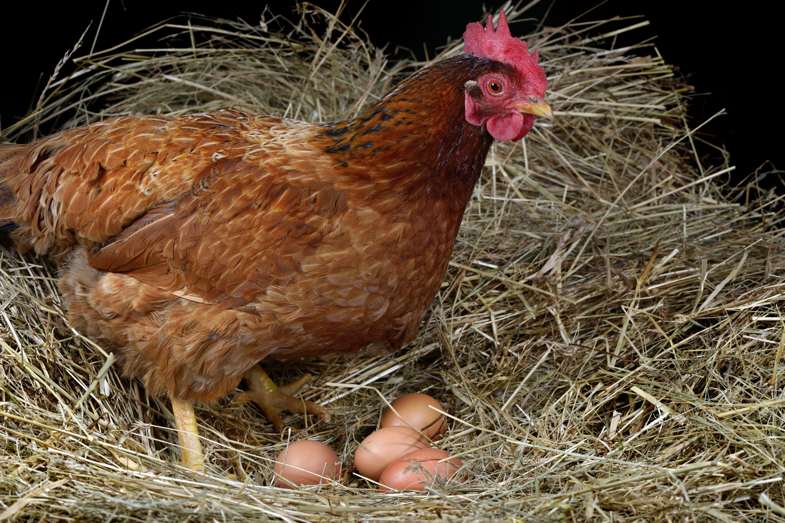 hen sitting on nest with the eggs she has laid