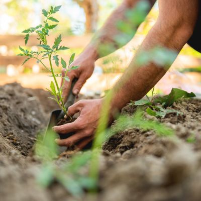 How Plants Get Nitrogen: Natural & Fertilized Sources Explained