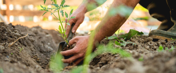 How Plants Get Nitrogen: Natural & Fertilized Sources Explained