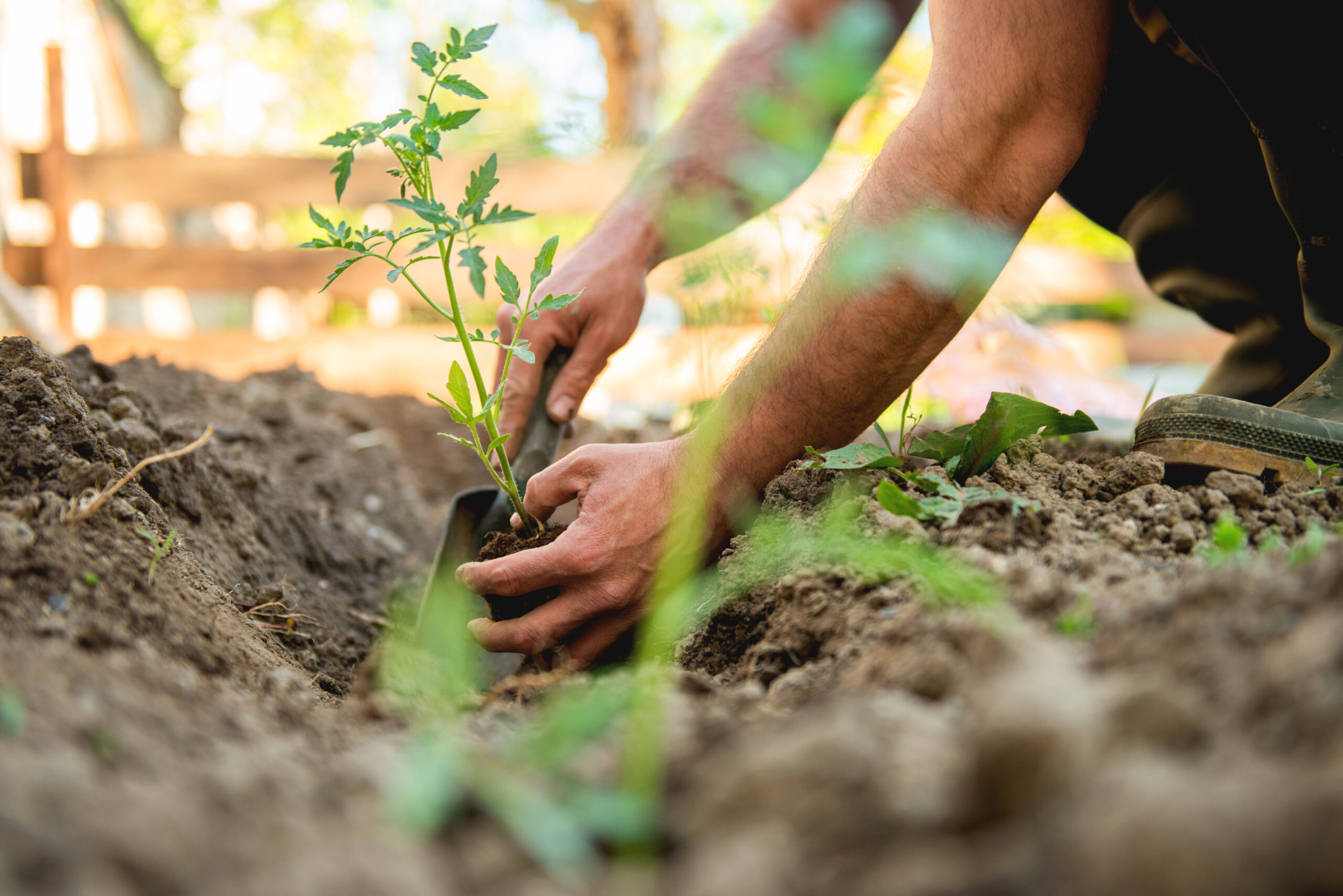 Person planting seedlings in a garden row. It's important to understand how plants get nitrogen so the seedlings grow well.