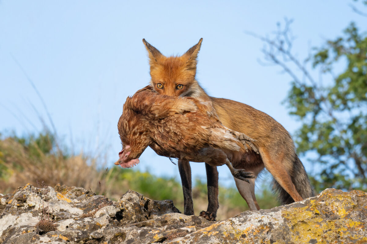 fox holding a dead chicken knowing how to take care of chickens after a predator attack is important